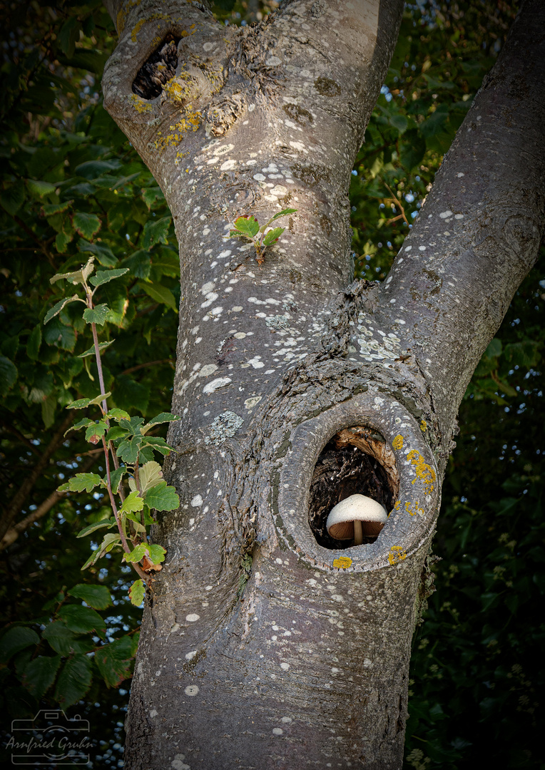 Pilz im Baum versteckt