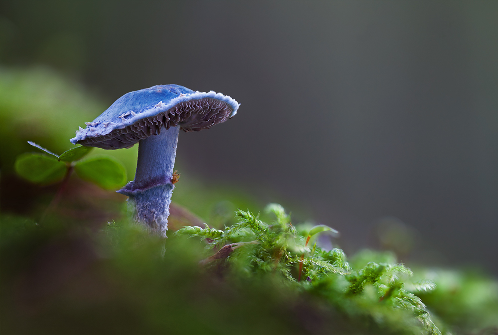 Pilz im Blaumann