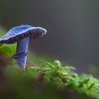 Pilz im Blaumann