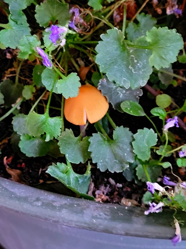 Pilz im Blumentopf Foto & Bild landschaft, garten & parklandschaften