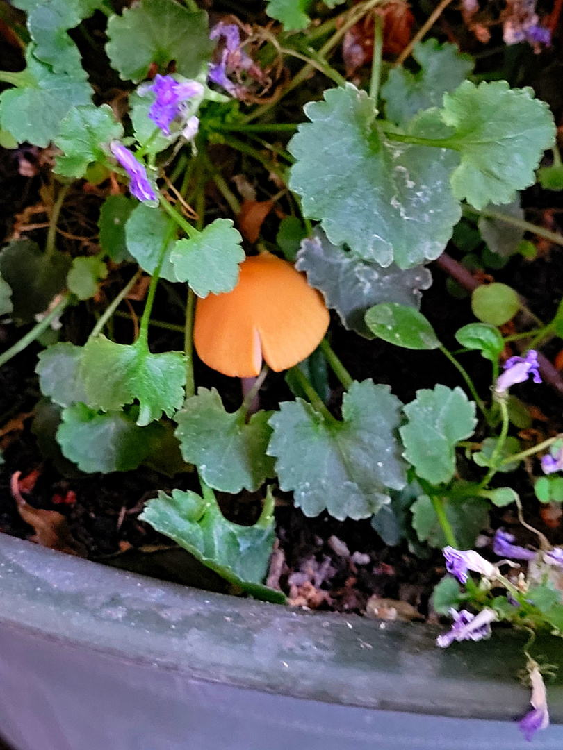 Pilz im Blumentopf Foto & Bild landschaft, garten & parklandschaften