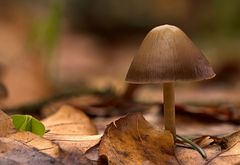 Pilz im Buchenwald (2)