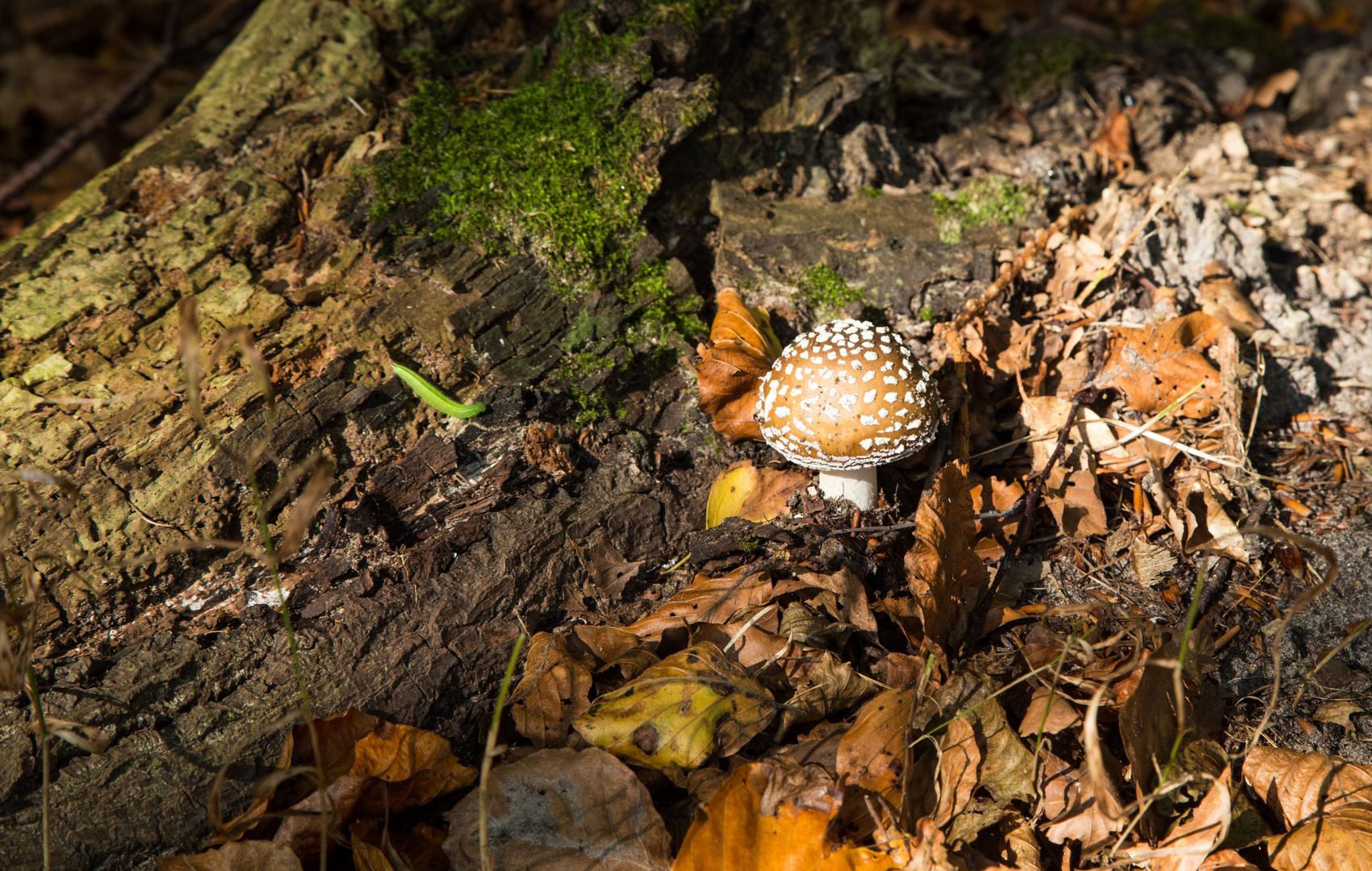 Pilz im Buchenwald 2