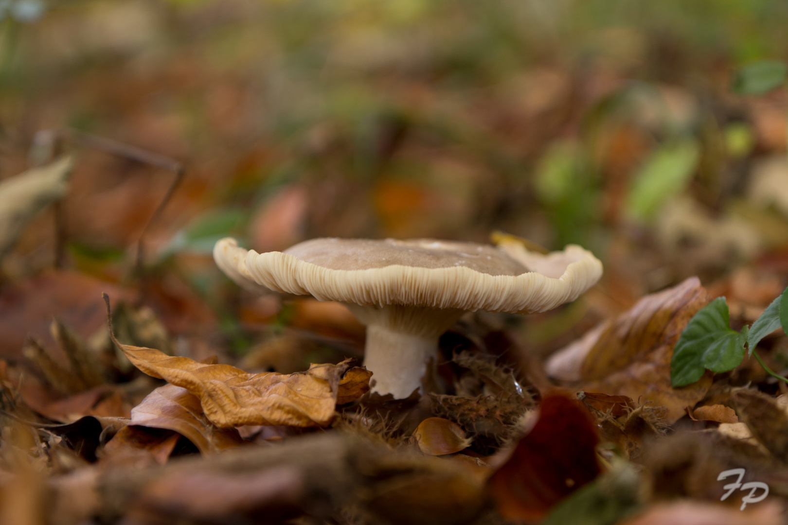 Pilz im Buchenwald