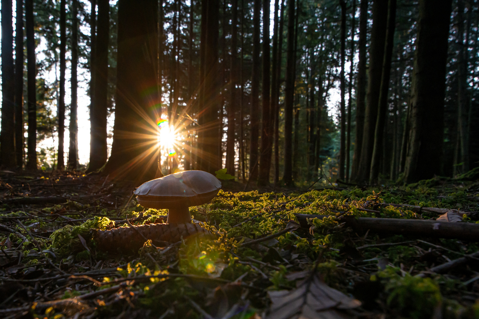 Pilz im ersten Licht des Tages 