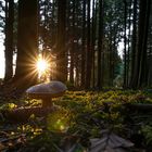 Pilz im ersten Licht des Tages 