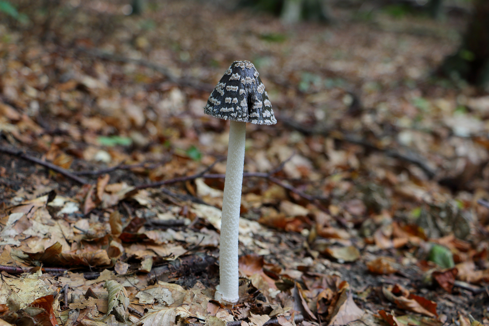 Pilz im Frankfurter Stadtwald