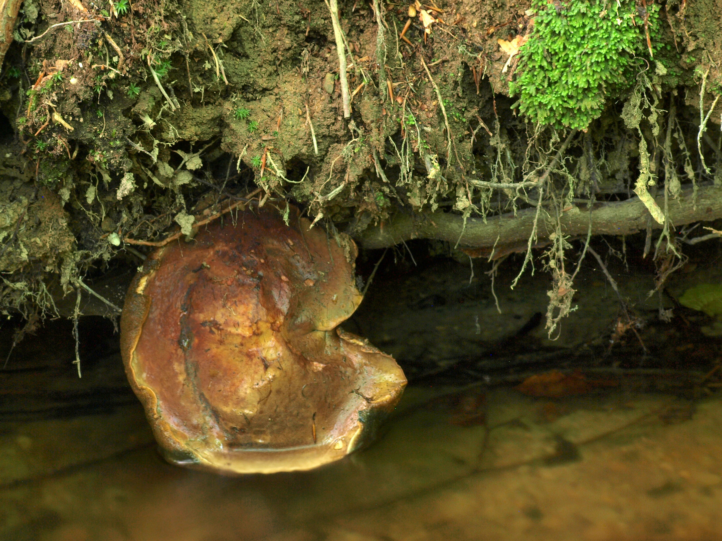 Pilz im Freibad