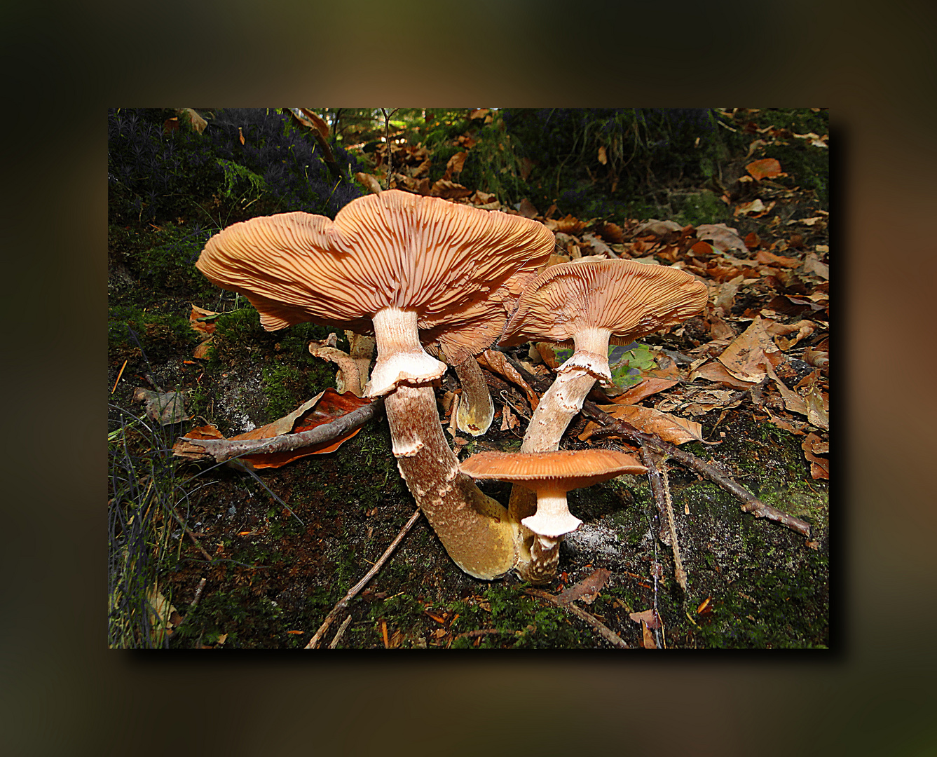 Pilz im Furlbachtal bei Paderborn