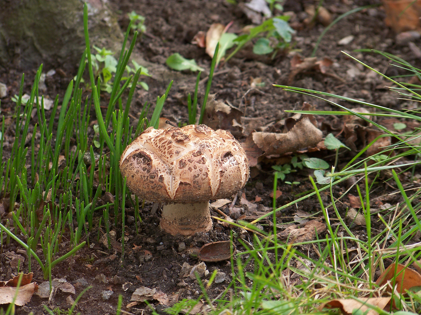 Pilz im Garten