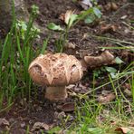 Pilz im Garten