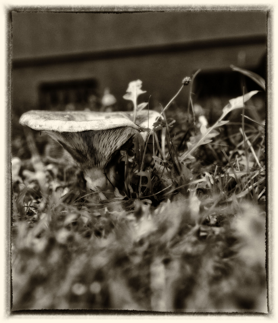 Pilz Im Garten 2 Foto Bild Pflanzen Pilze Flechten Pilze