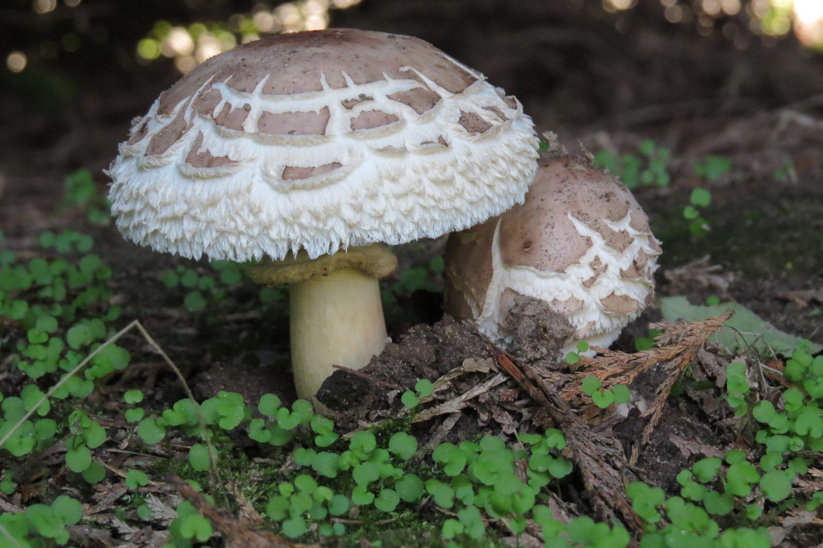 Pilz Im Garten Foto Bild Pflanzen Pilze Flechten Natur