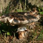 Pilz im Garten