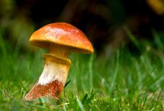 Pilz im Garten