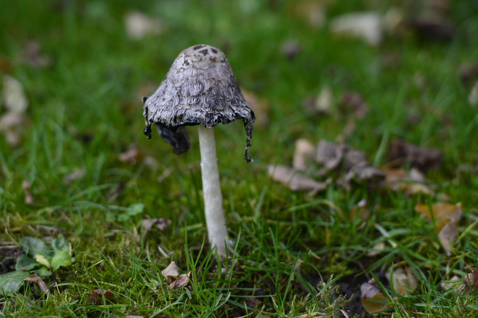 Pilz im Garten