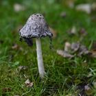 Pilz im Garten