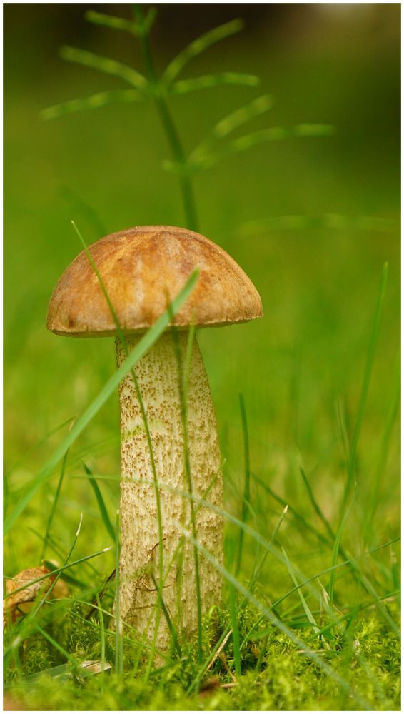 Pilz im Garten Foto & Bild pflanzen, pilze & flechten, pilze