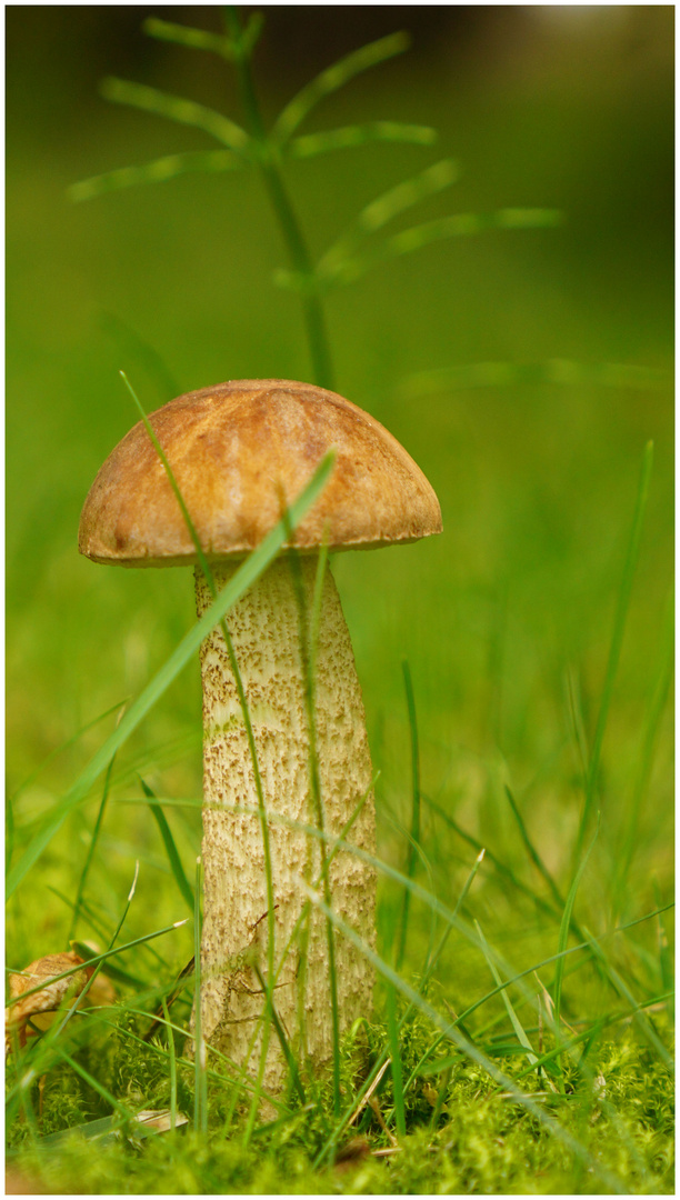 Pilz im Garten