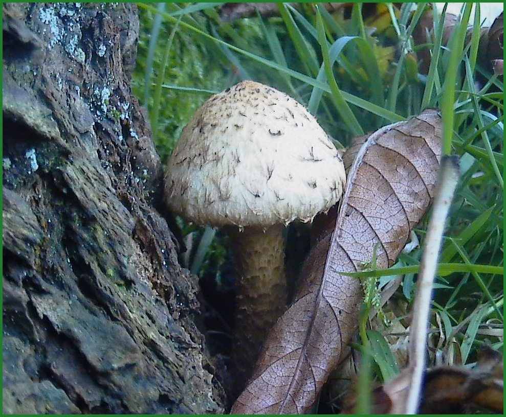 Pilz im Garten