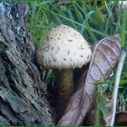 Pilz im Garten