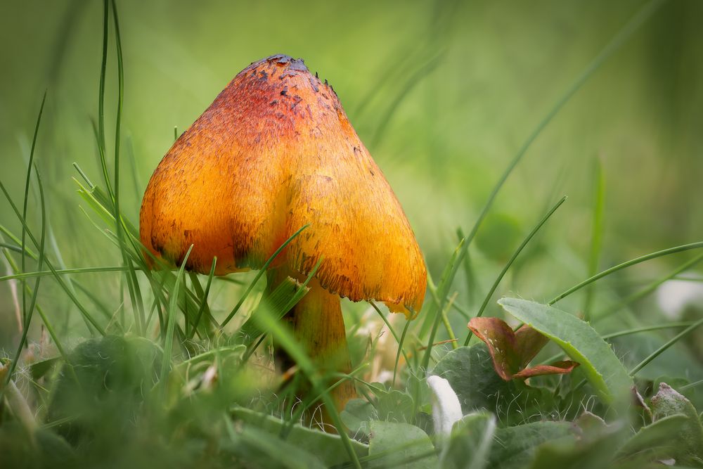 Pilz im Garten Foto & Bild nah & makro, pflanzen, pilze & flechten