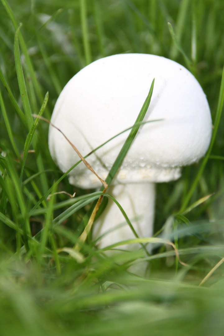 Pilz im Garten entdeckt