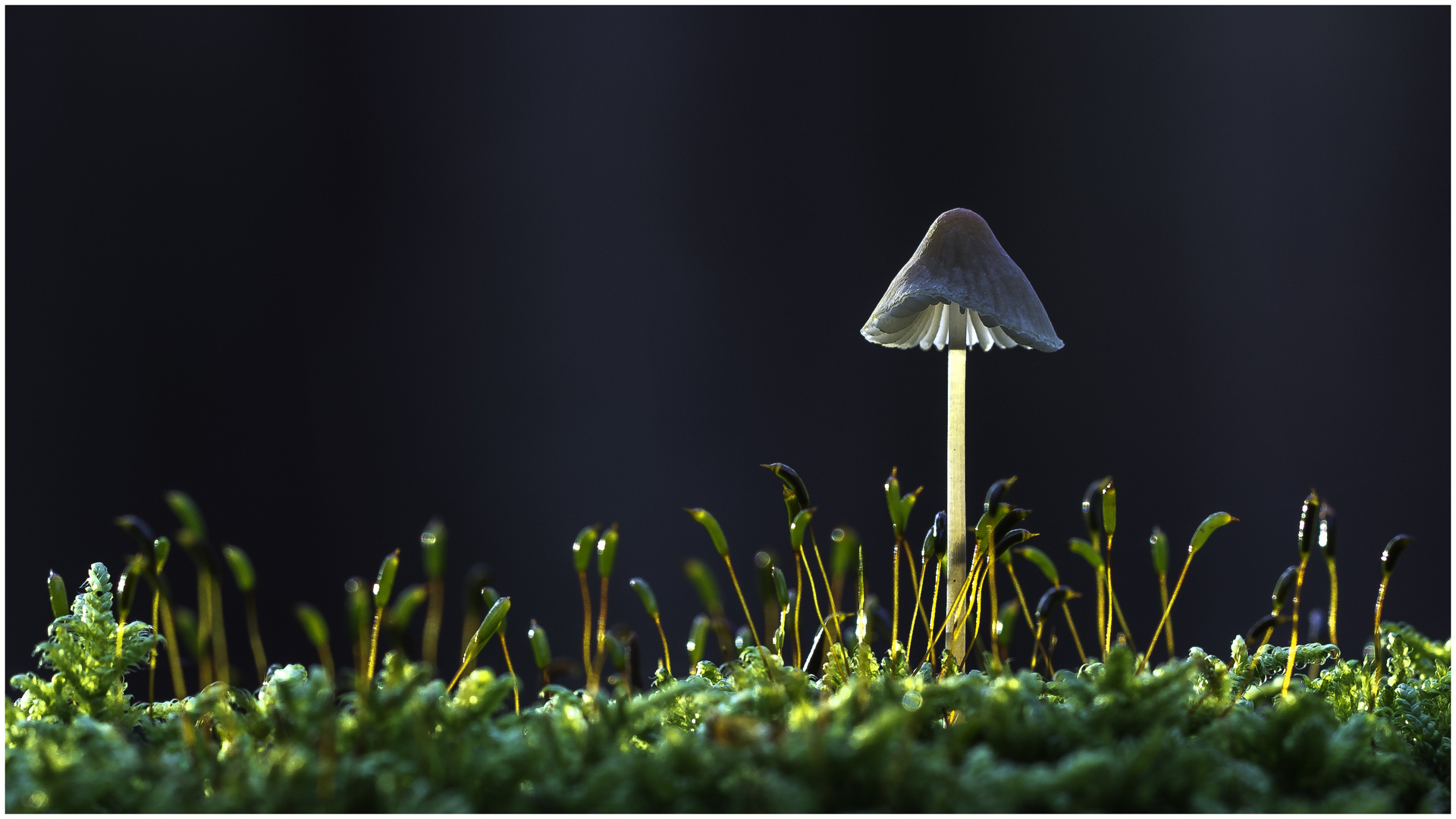 Pilz im Gegenlicht