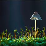 Pilz im Gegenlicht