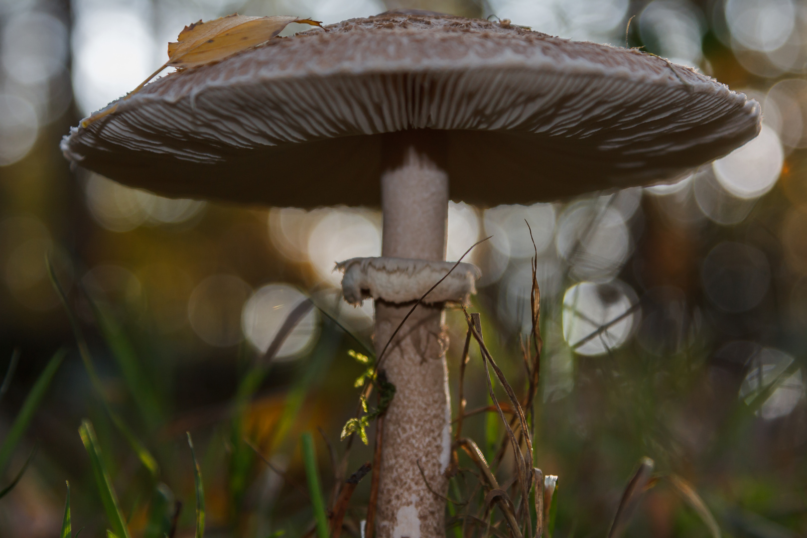 Pilz im Gegenlicht 2