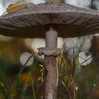 Pilz im Gegenlicht 2