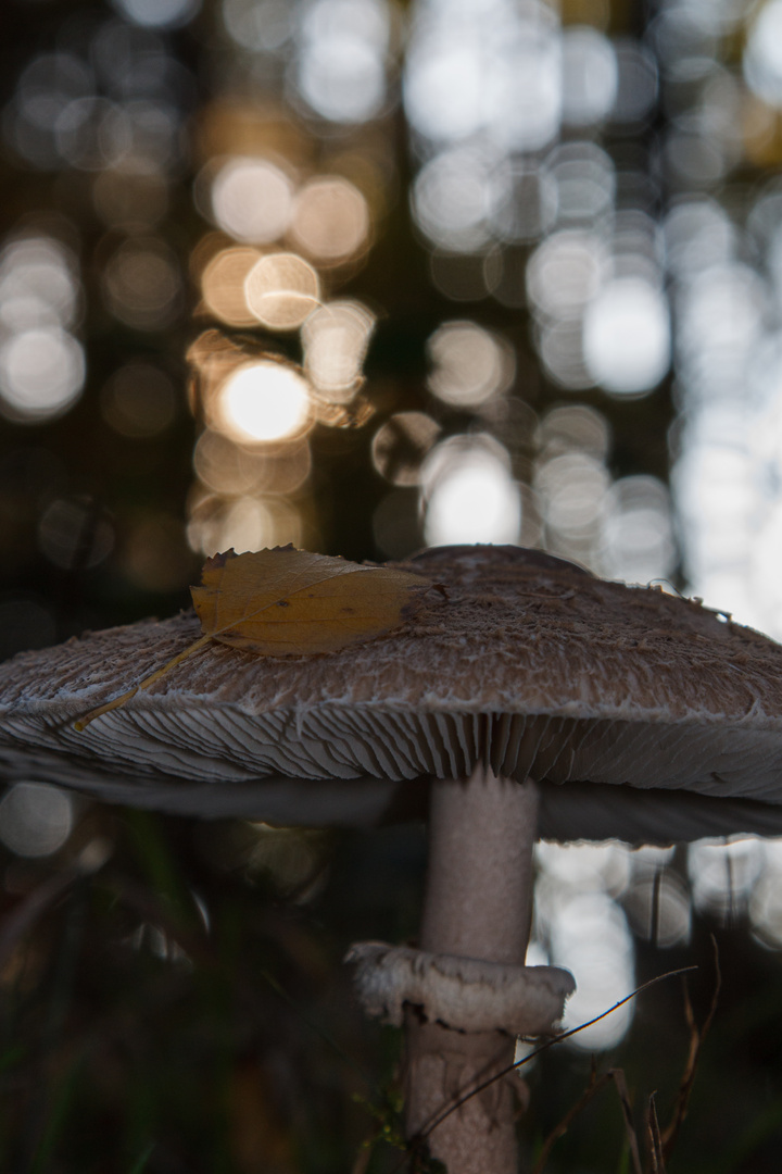 Pilz im Gegenlicht 3