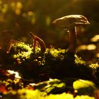 Pilz im Gegenlicht