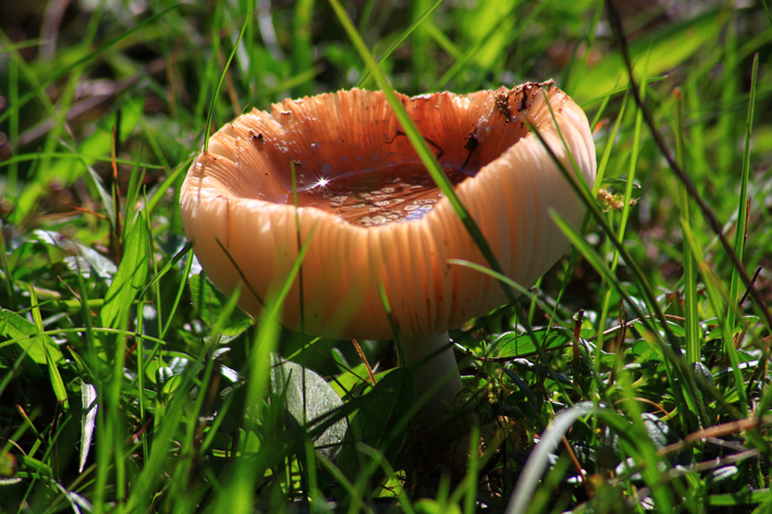 Pilz im Gegenlicht