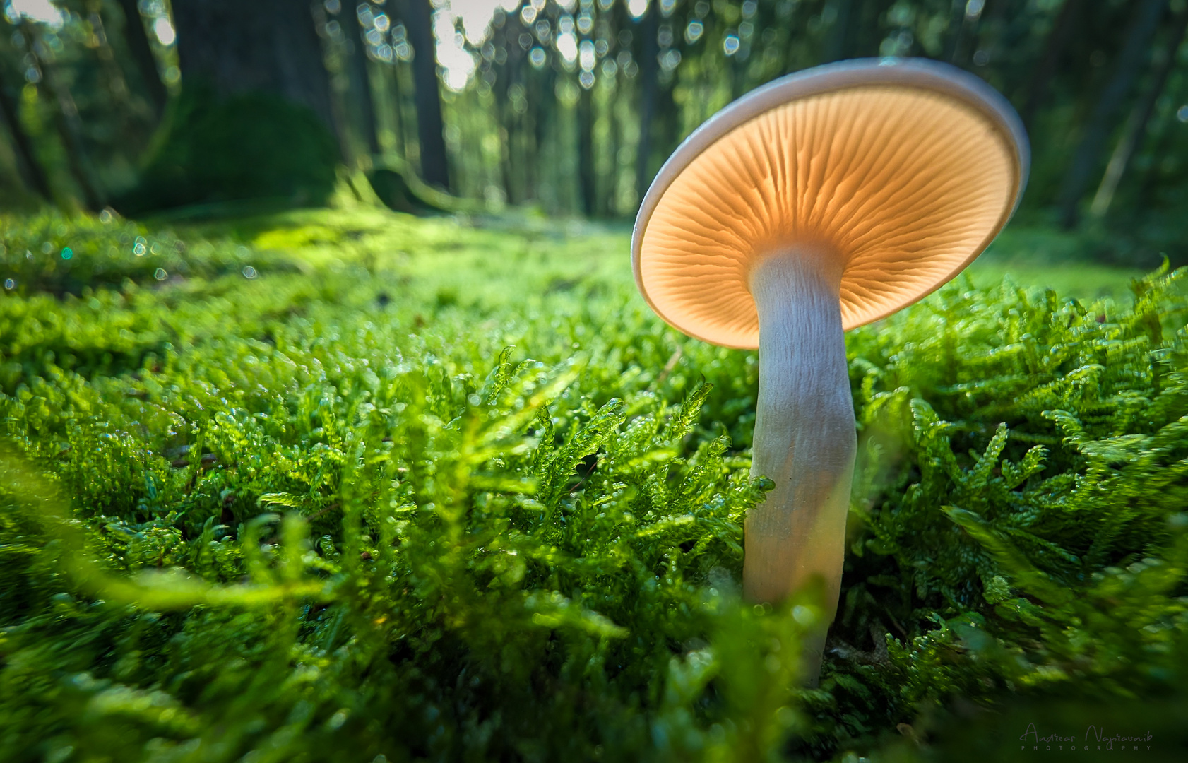 Pilz im Gegenlicht