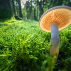 Pilz im Gegenlicht