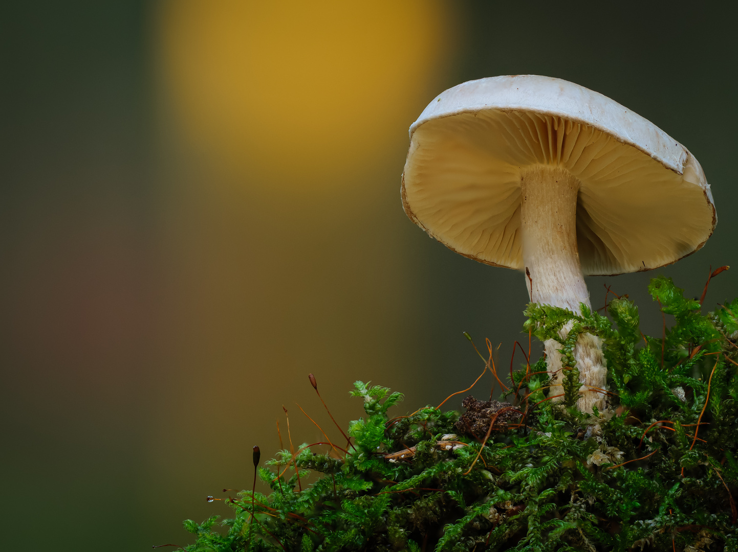 Pilz im Gegenlicht