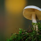 Pilz im Gegenlicht