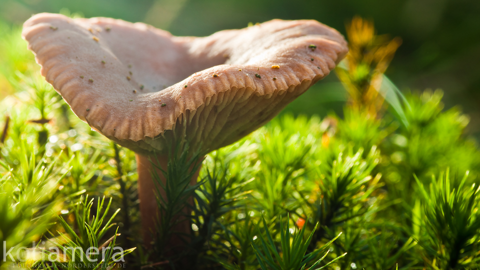 Pilz im Gegenlicht