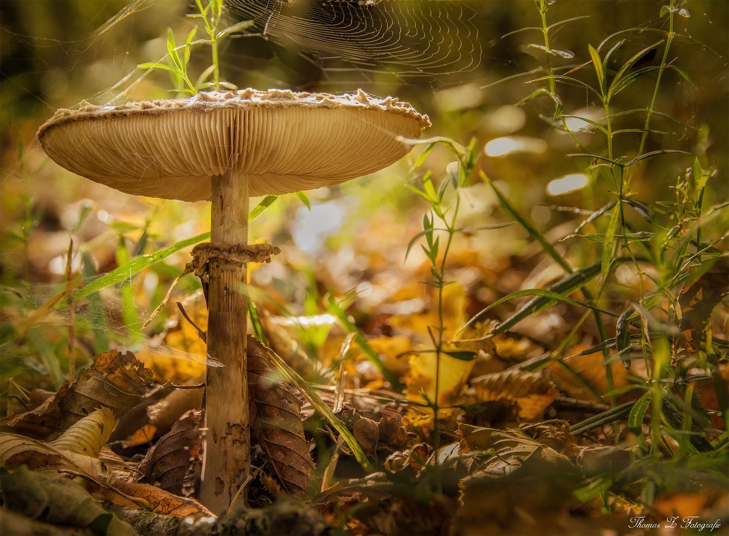 Pilz im goldenen Gewand