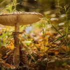 Pilz im goldenen Gewand