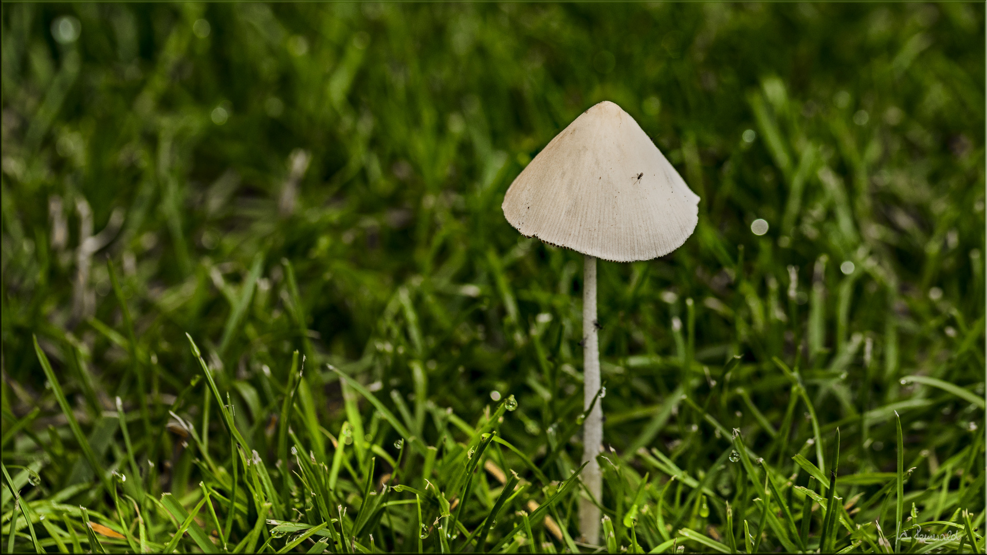 Pilz im Gras