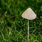 Pilz im Gras