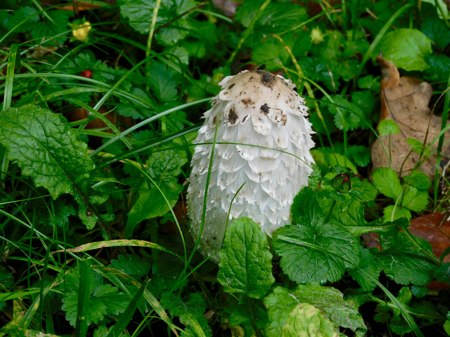 Pilz im Gras