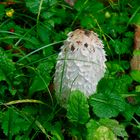 Pilz im Gras