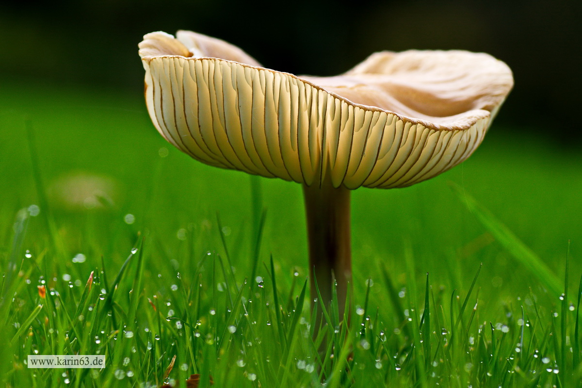 Pilz im Gras