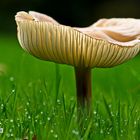 Pilz im Gras