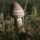 Pilz im Gras