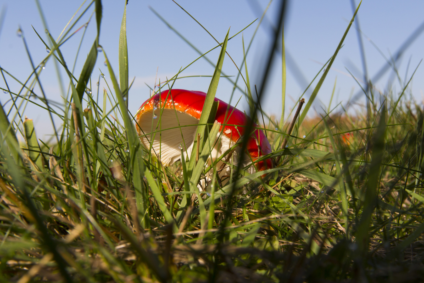 Pilz im Gras