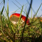 Pilz im Gras